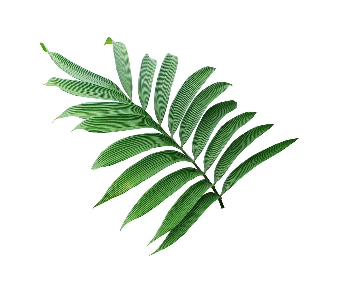 feuilles de palmier luxuriantes sur une branche photo