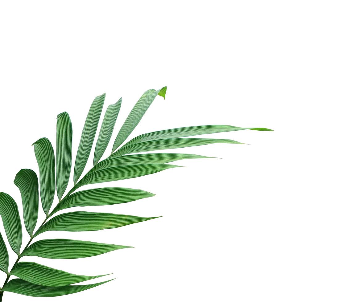 feuilles de palmier luxuriantes avec espace copie photo