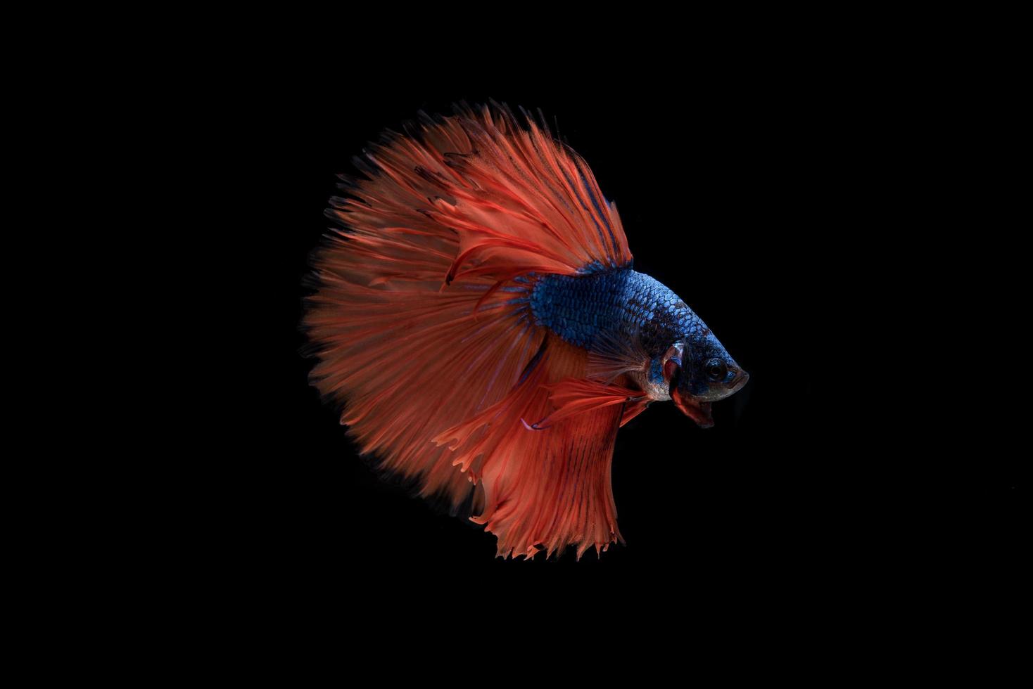 Beau poisson betta siamois coloré photo