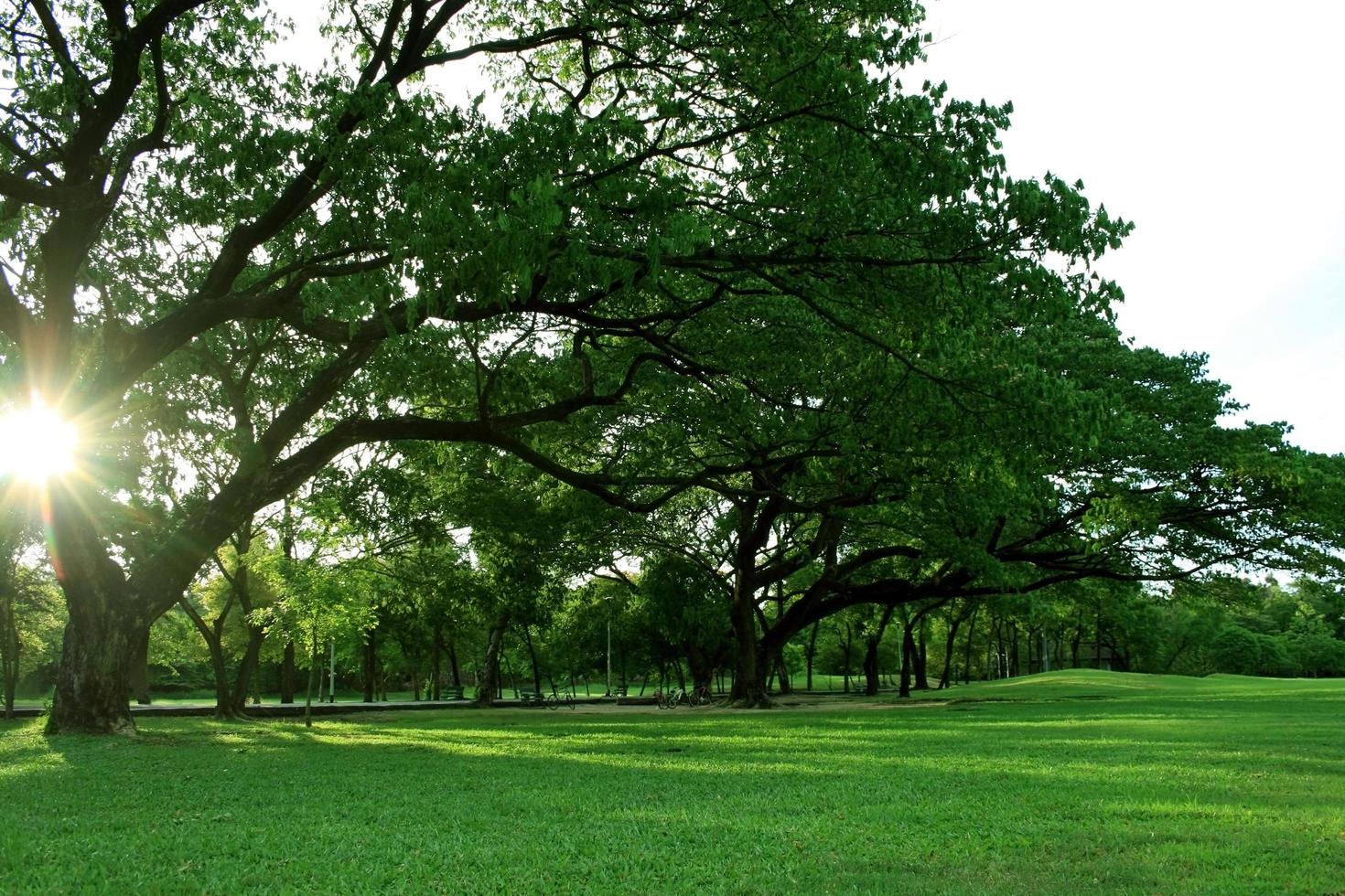 heure d'or sur les arbres et l'herbe photo