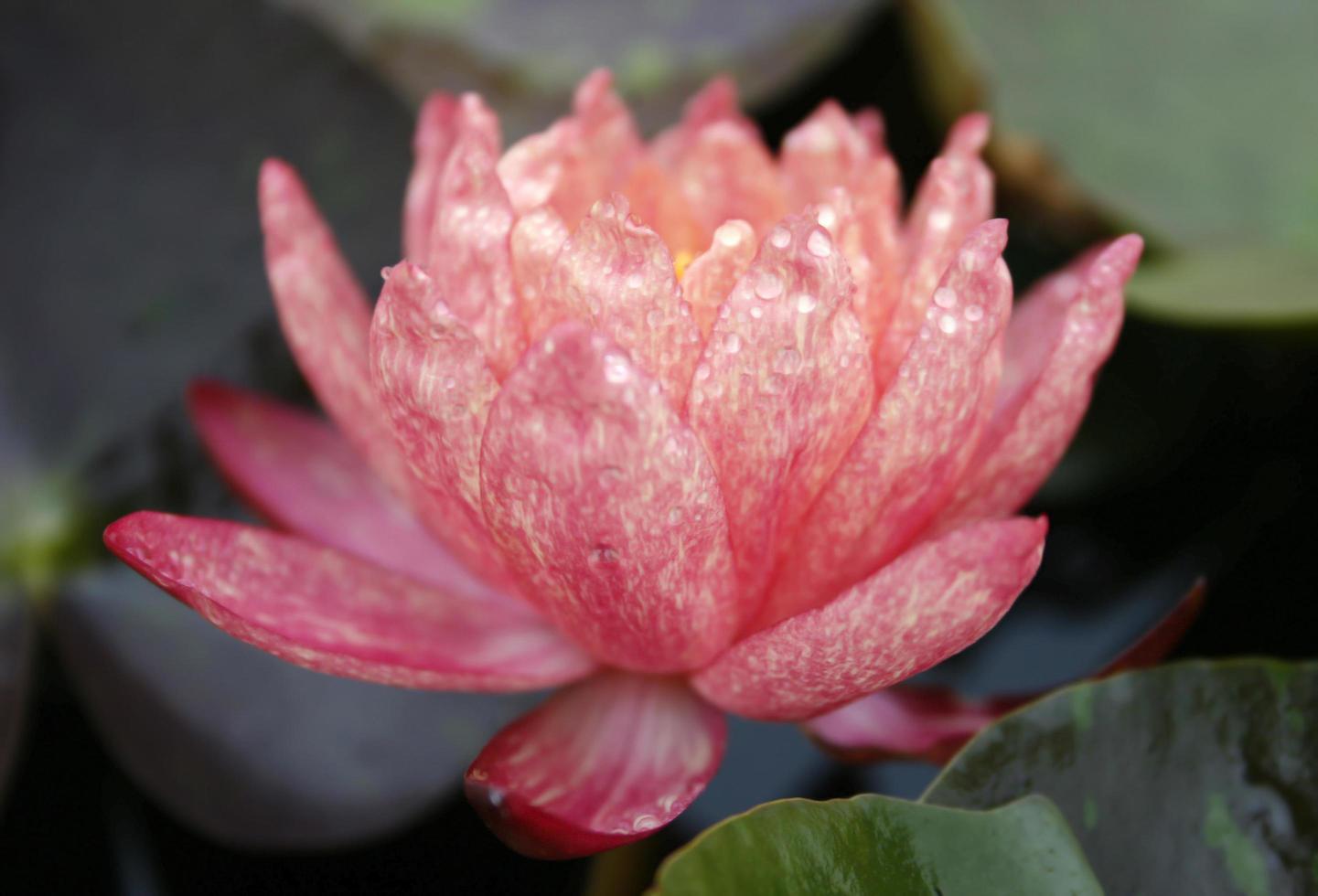 fleur de lotus rose avec des gouttes de pluie photo