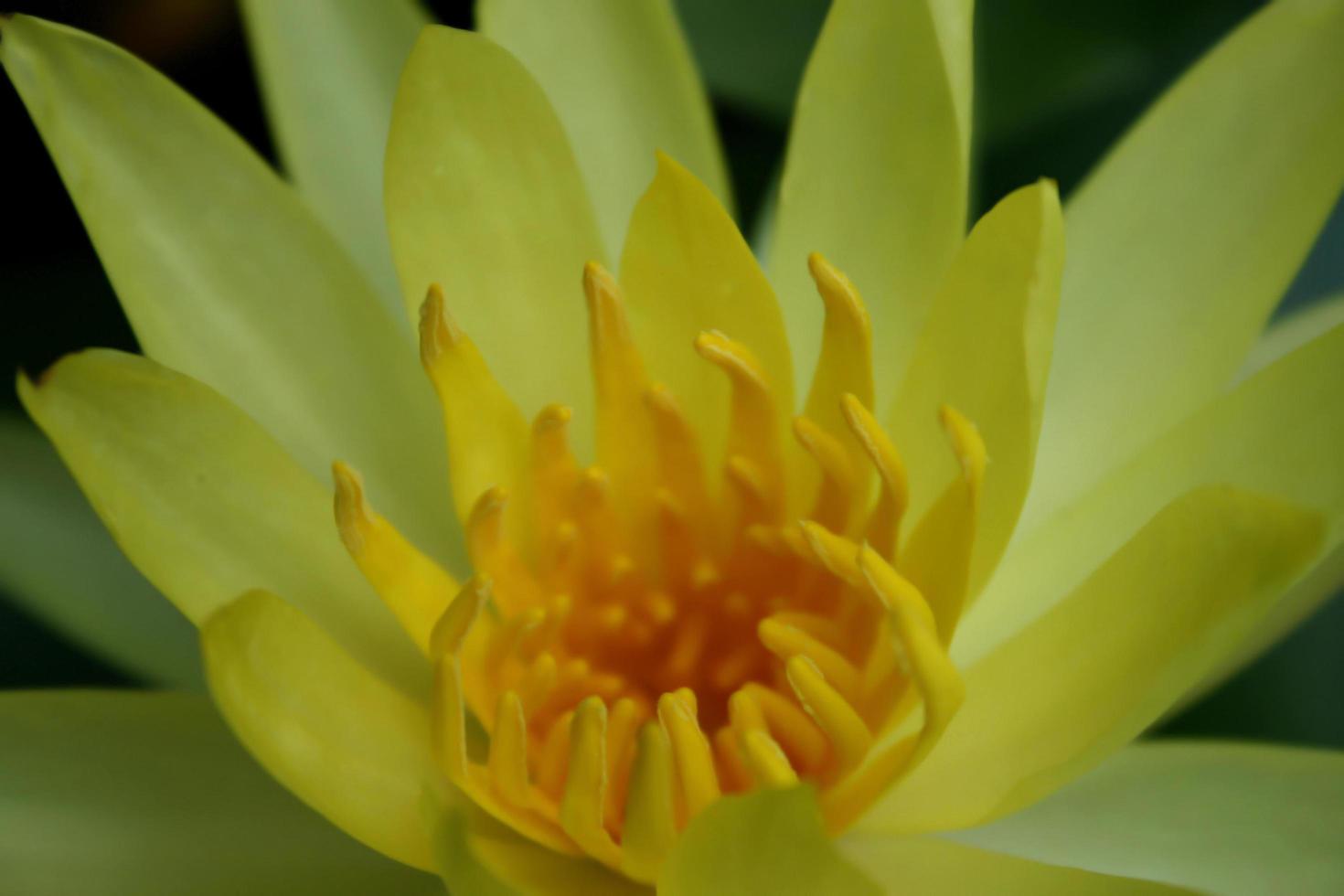 fleur de lotus jaune sur fond noir photo