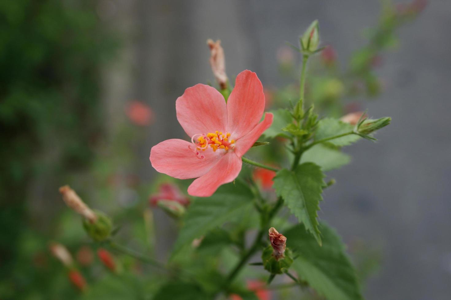 fleur d'hibiscus rose photo