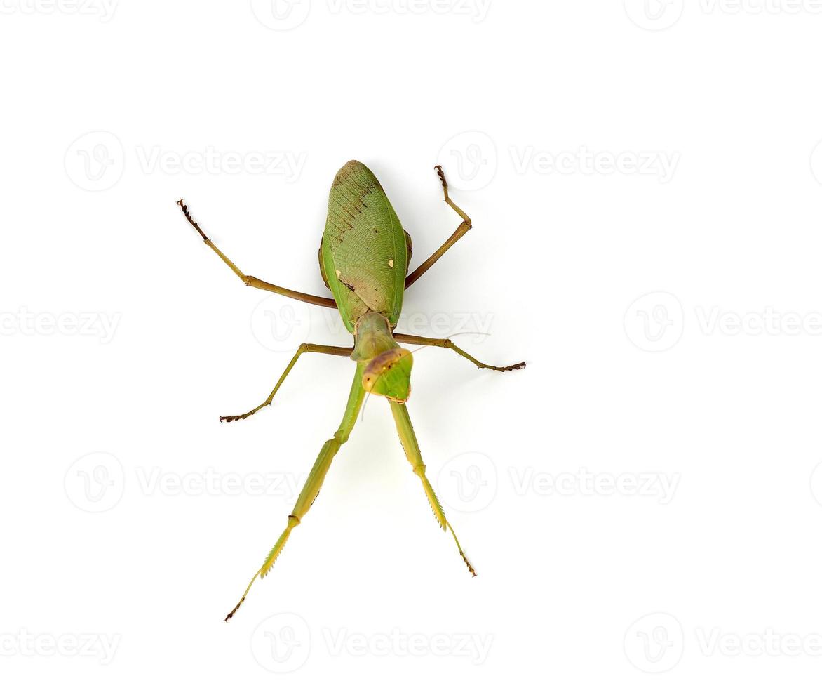 grand vert mante sur une blanc Contexte photo