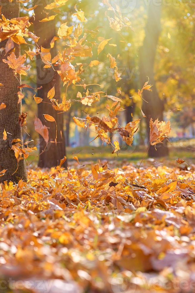 sec brillant Orange et Jaune feuilles en volant dans le air dans un l'automne parc dans le des rayons de le soir Soleil photo