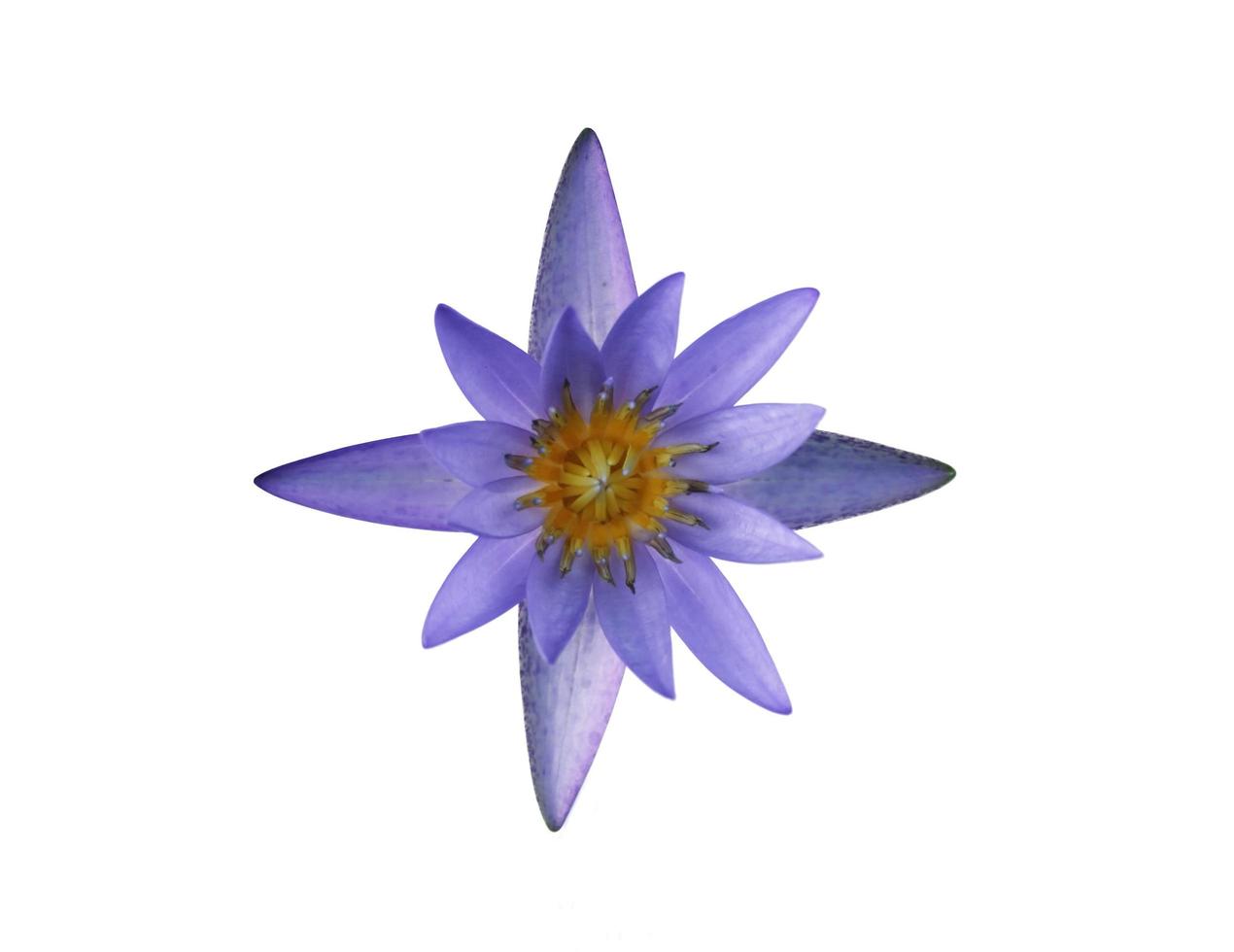 fleur de lotus violet sur blanc photo
