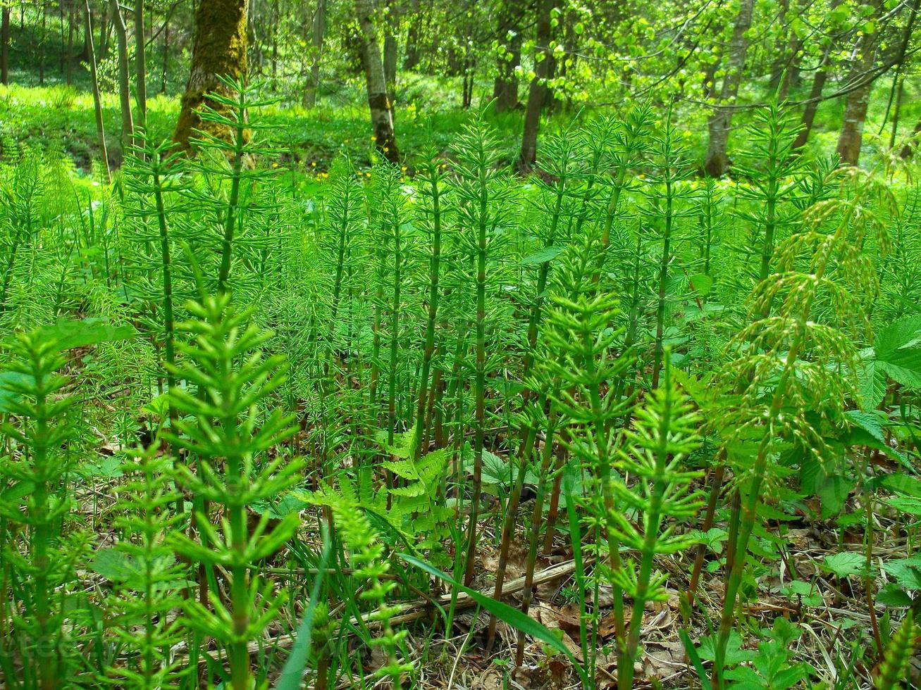 equisetum sylvatique. une forêt plante. photo