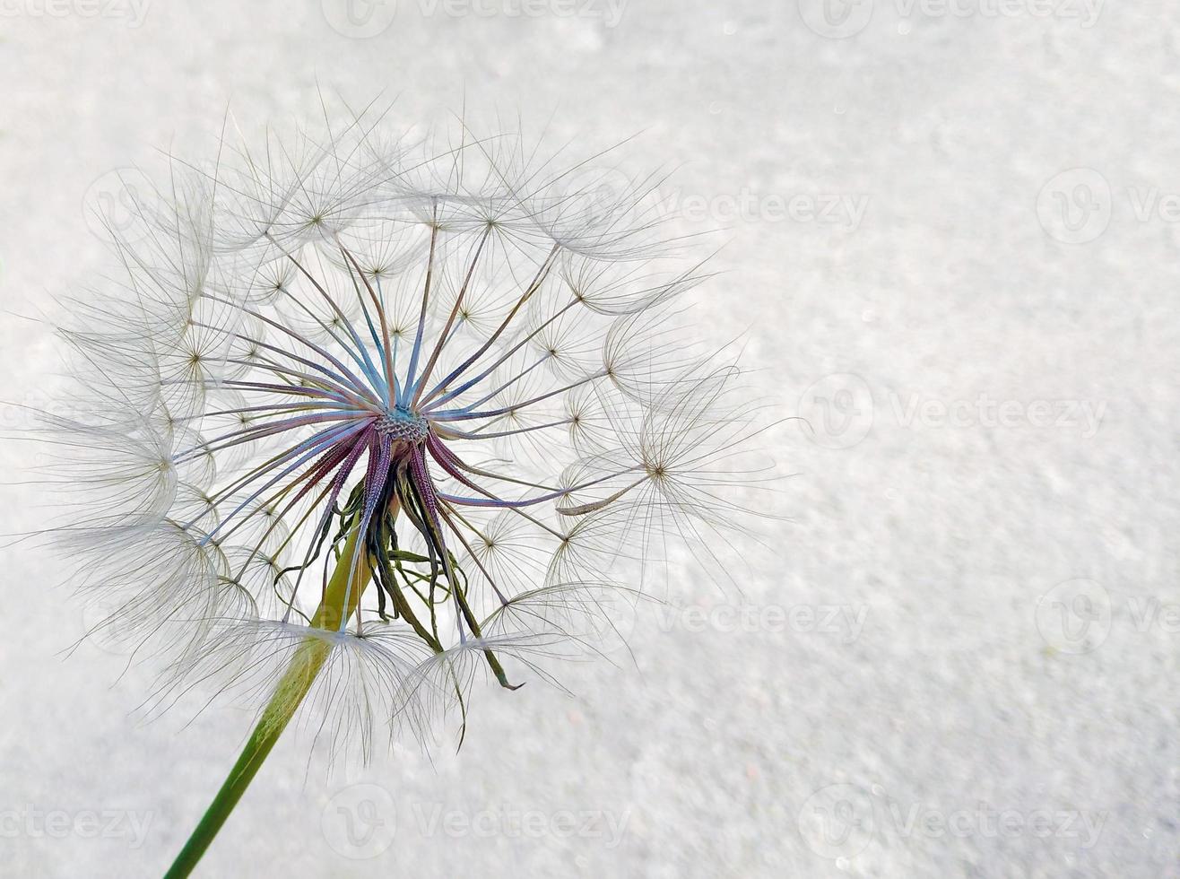 pissenlit sur une gris Contexte photo