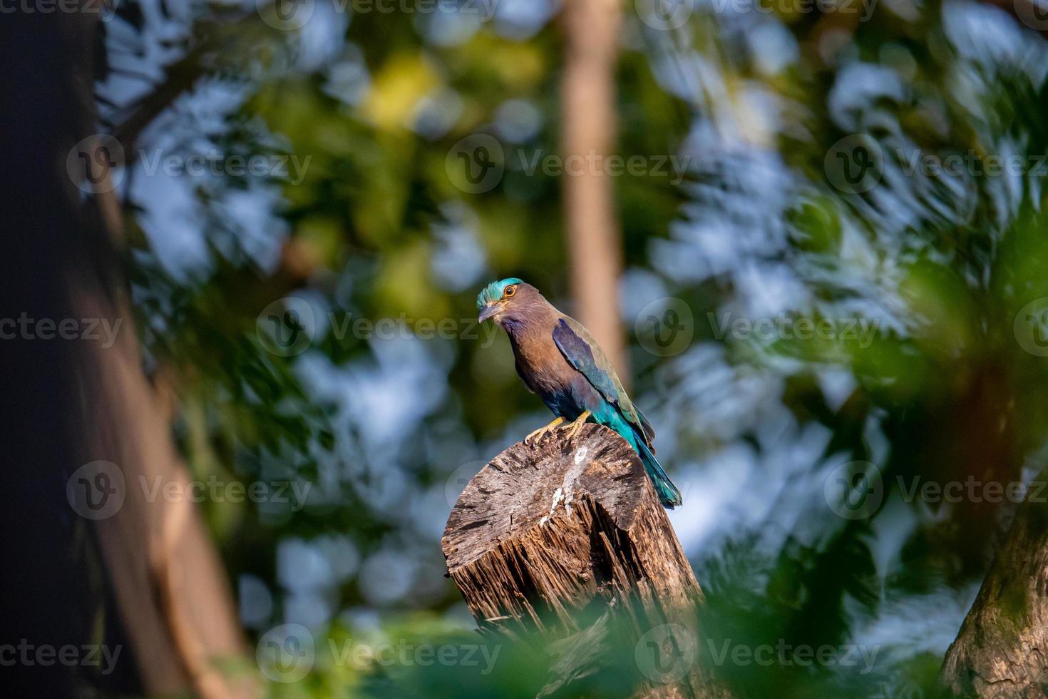 Indien rouleau perché sur arbre photo