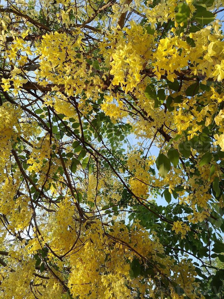 photo de le arbre et le ciel