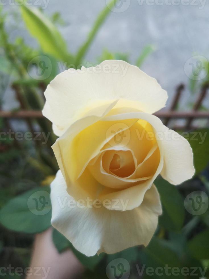 photographier de de bonne heure Matin blanc des roses dans en retard hiver février photo