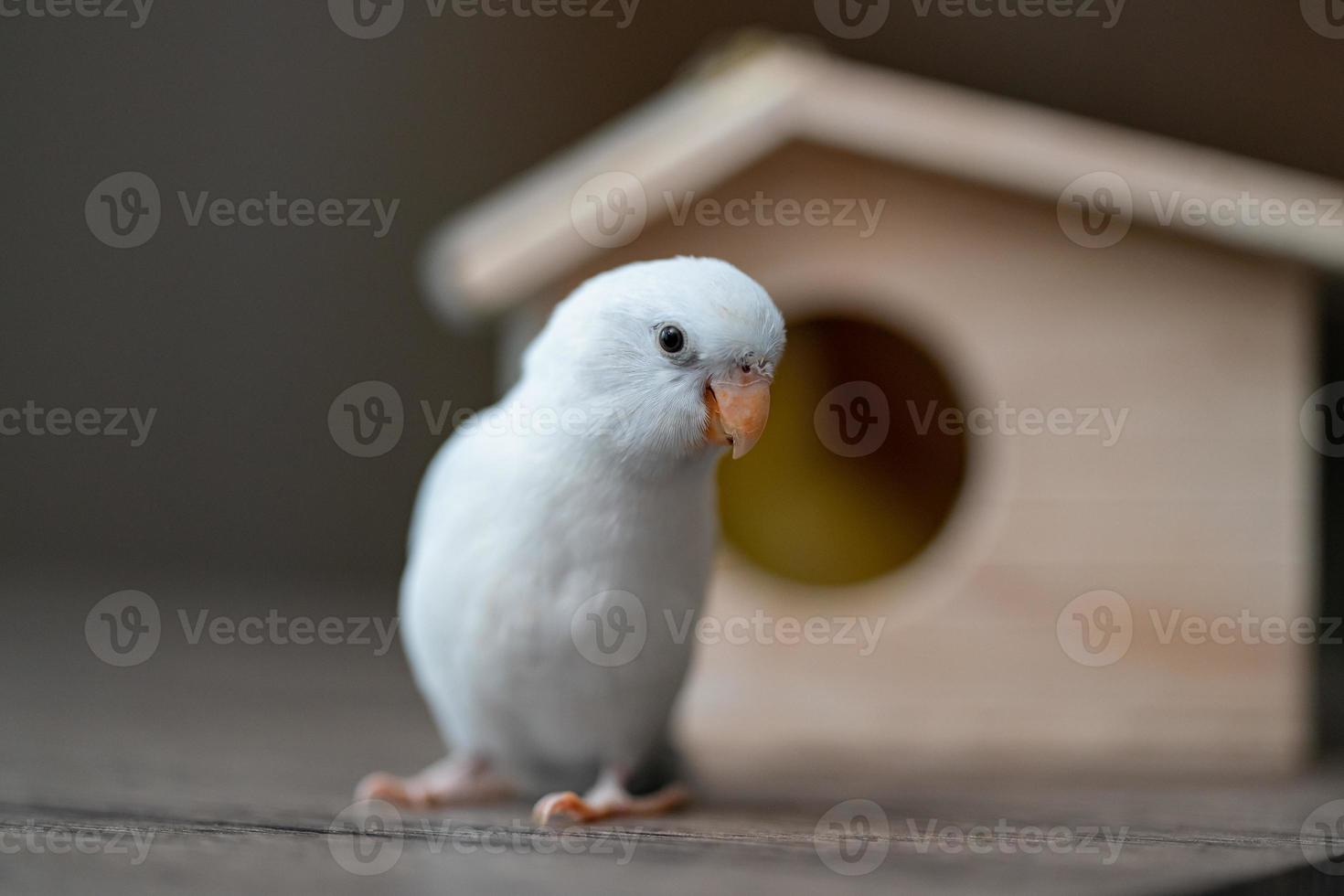 des oiseaux dans une nichoir, minuscule perroquet perruche, blanc forpus oiseau. photo