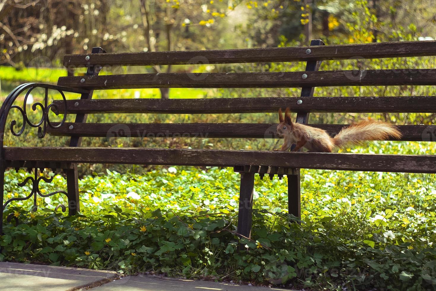 proche en haut écureuil séance sur parc banc concept photo