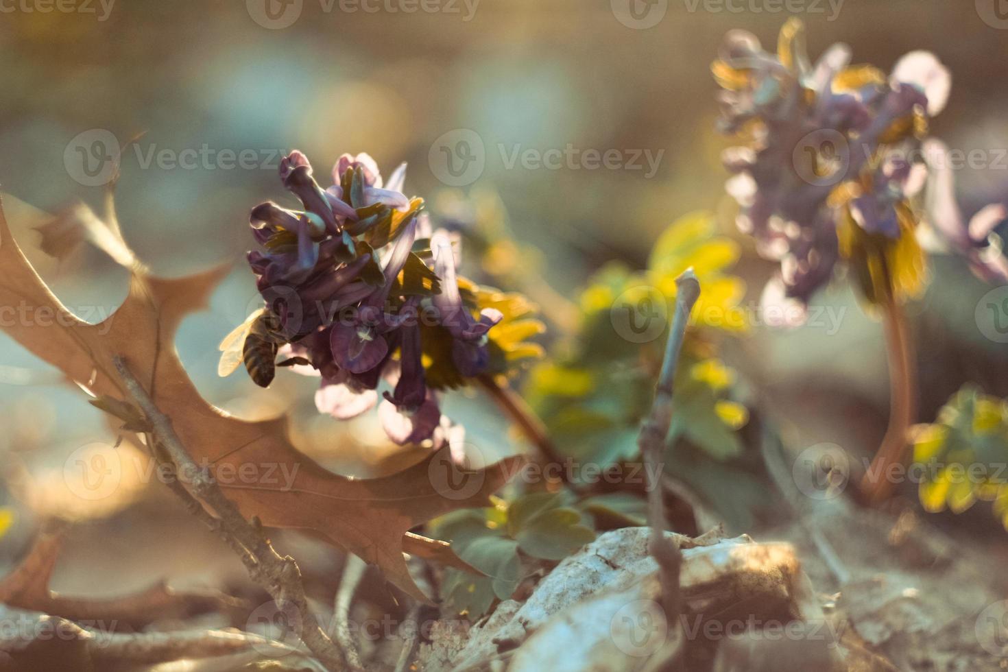 proche en haut déchue flétri corydalis solide fleurs dans l'automne concept photo