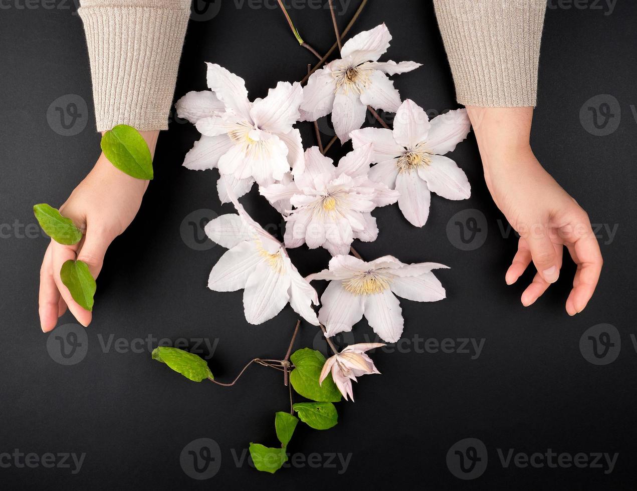 bouquet de blanc fleurs de clématite et deux femelle mains photo