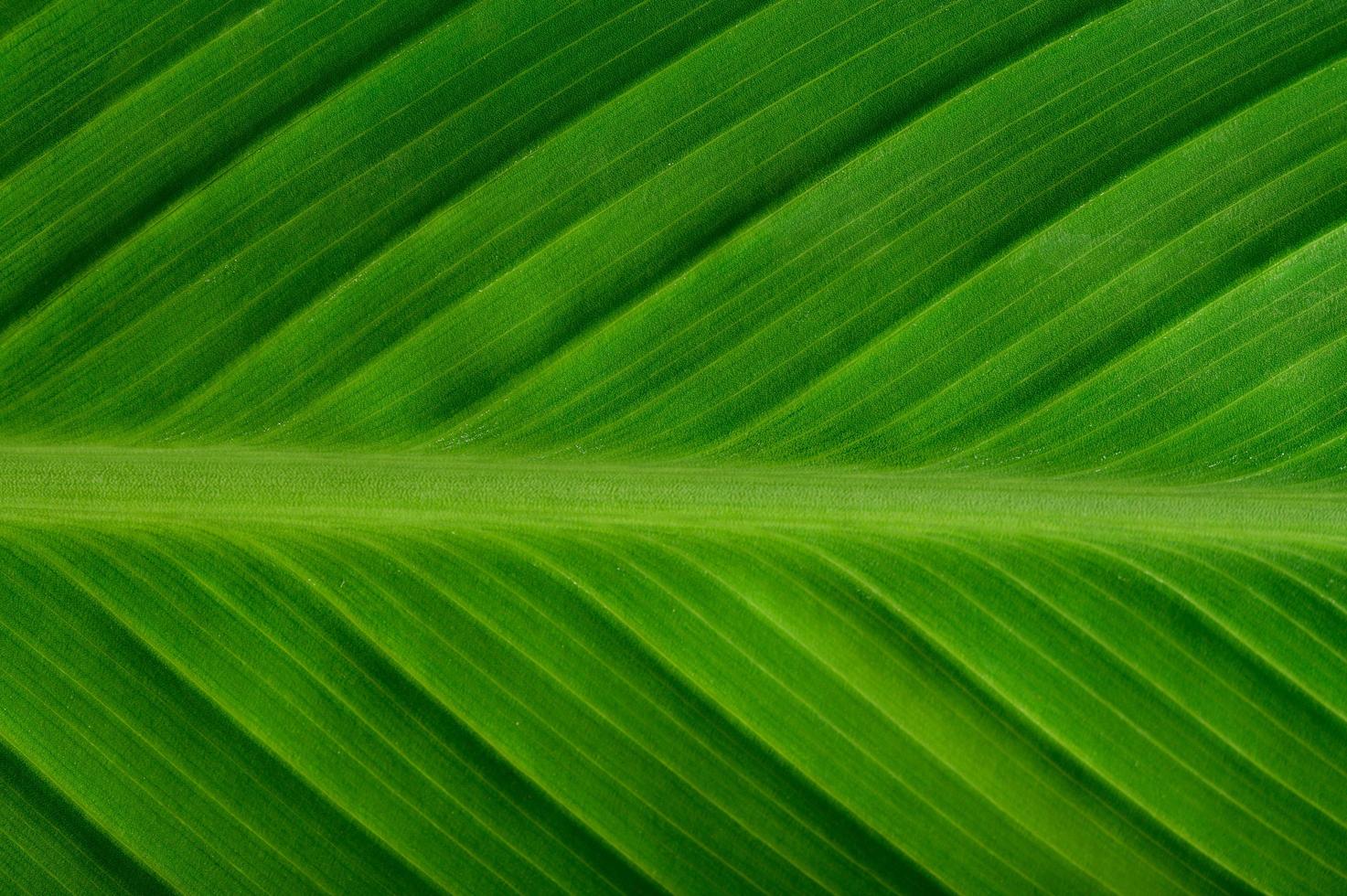 gros plan, de, feuille verte photo