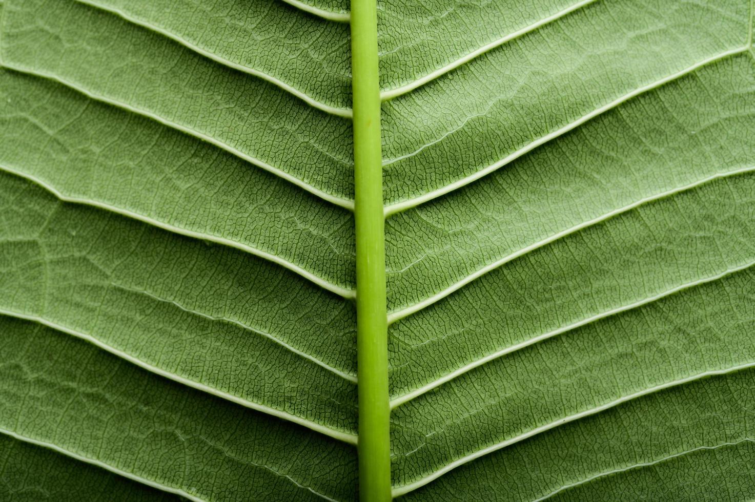 gros plan, de, feuille verte photo