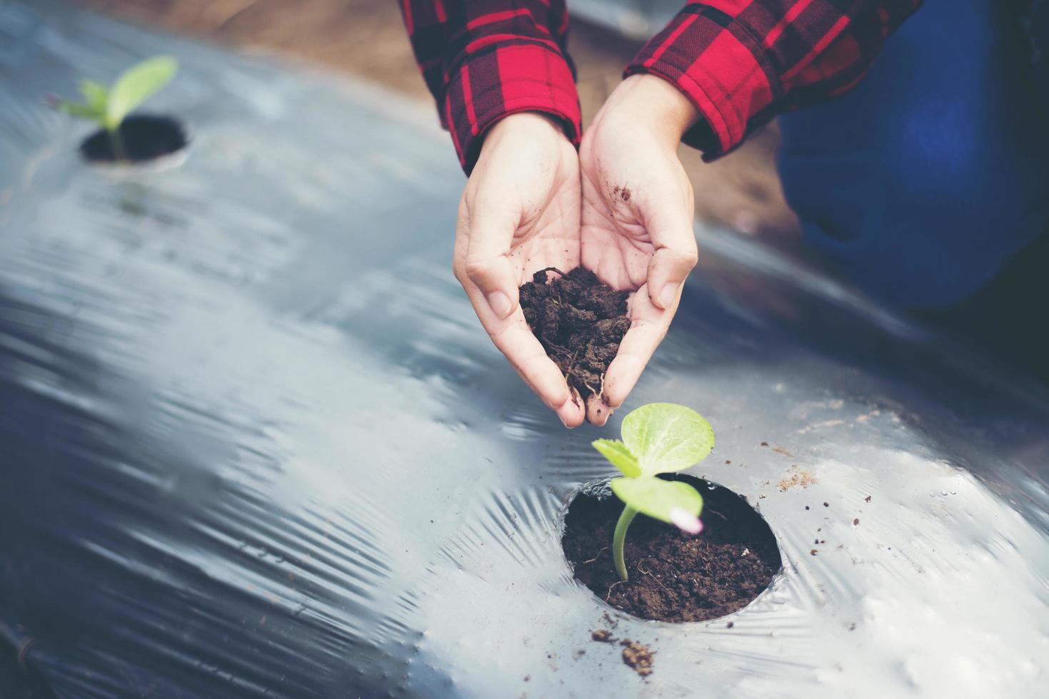 Main de jeune femme plantant un jeune arbre sur un sol noir photo