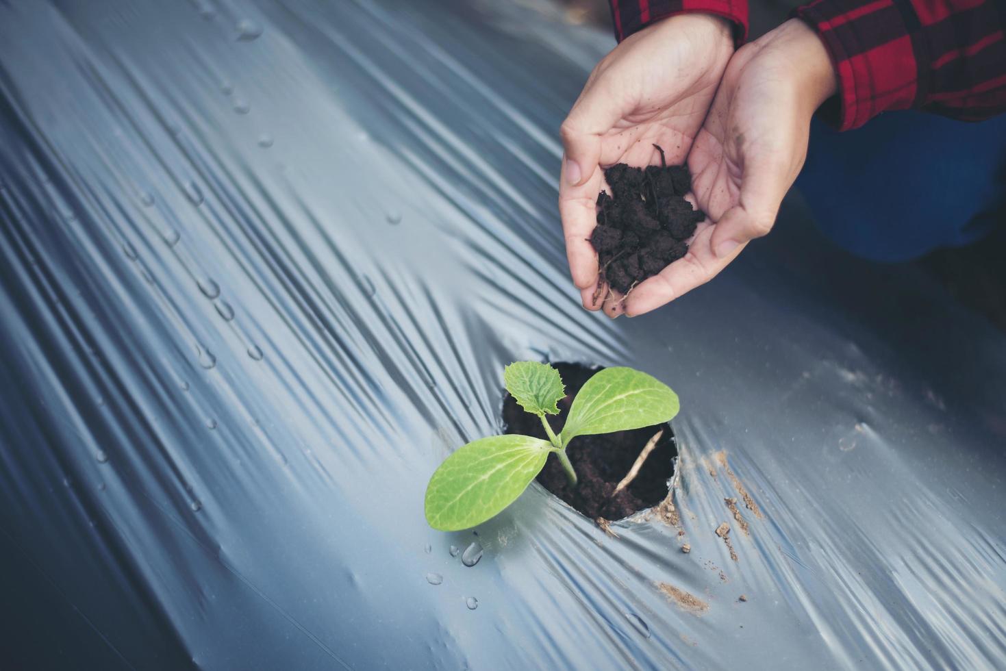 Main de jeune femme plantant un jeune arbre sur un sol noir photo