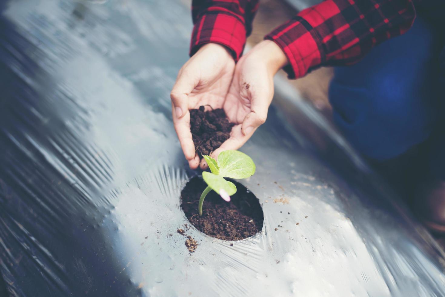 Main de jeune femme plantant un jeune arbre sur un sol noir photo