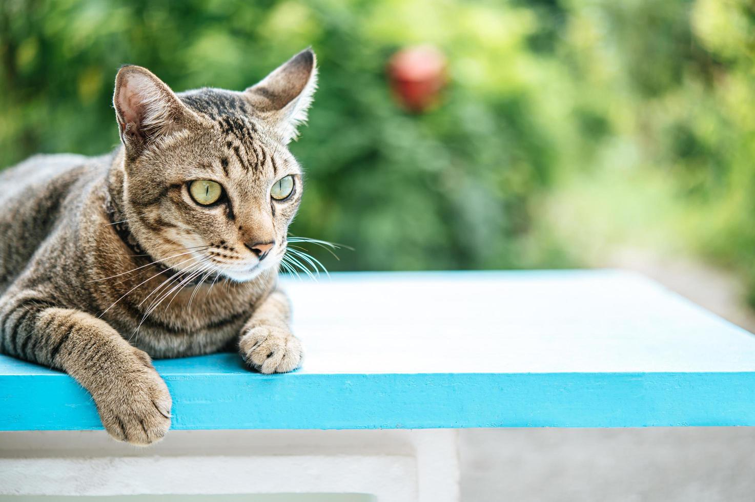 les yeux d'un chat rayé à l'extérieur photo