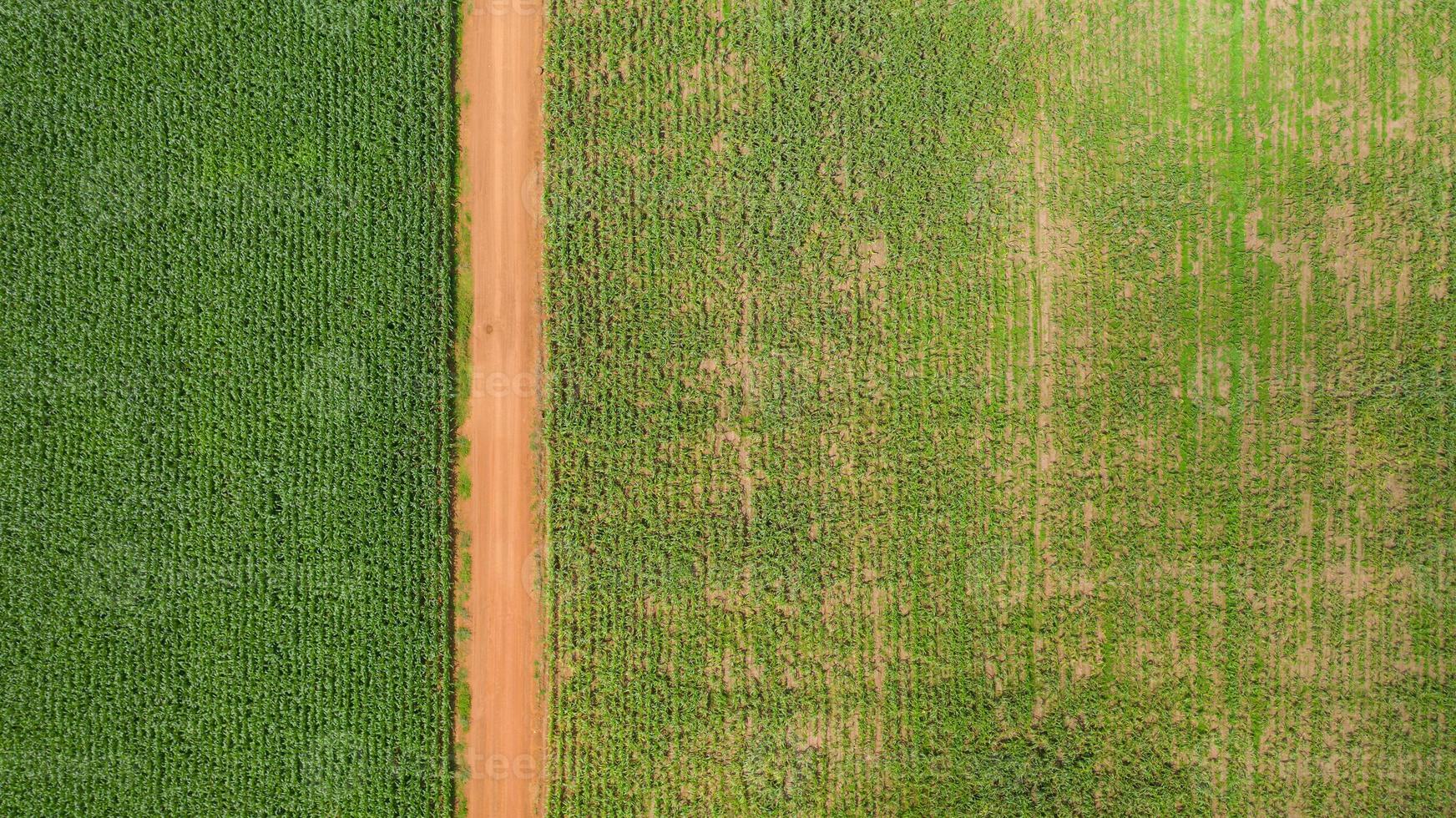 Vue aérienne d'un chemin à travers un champ de maïs photo