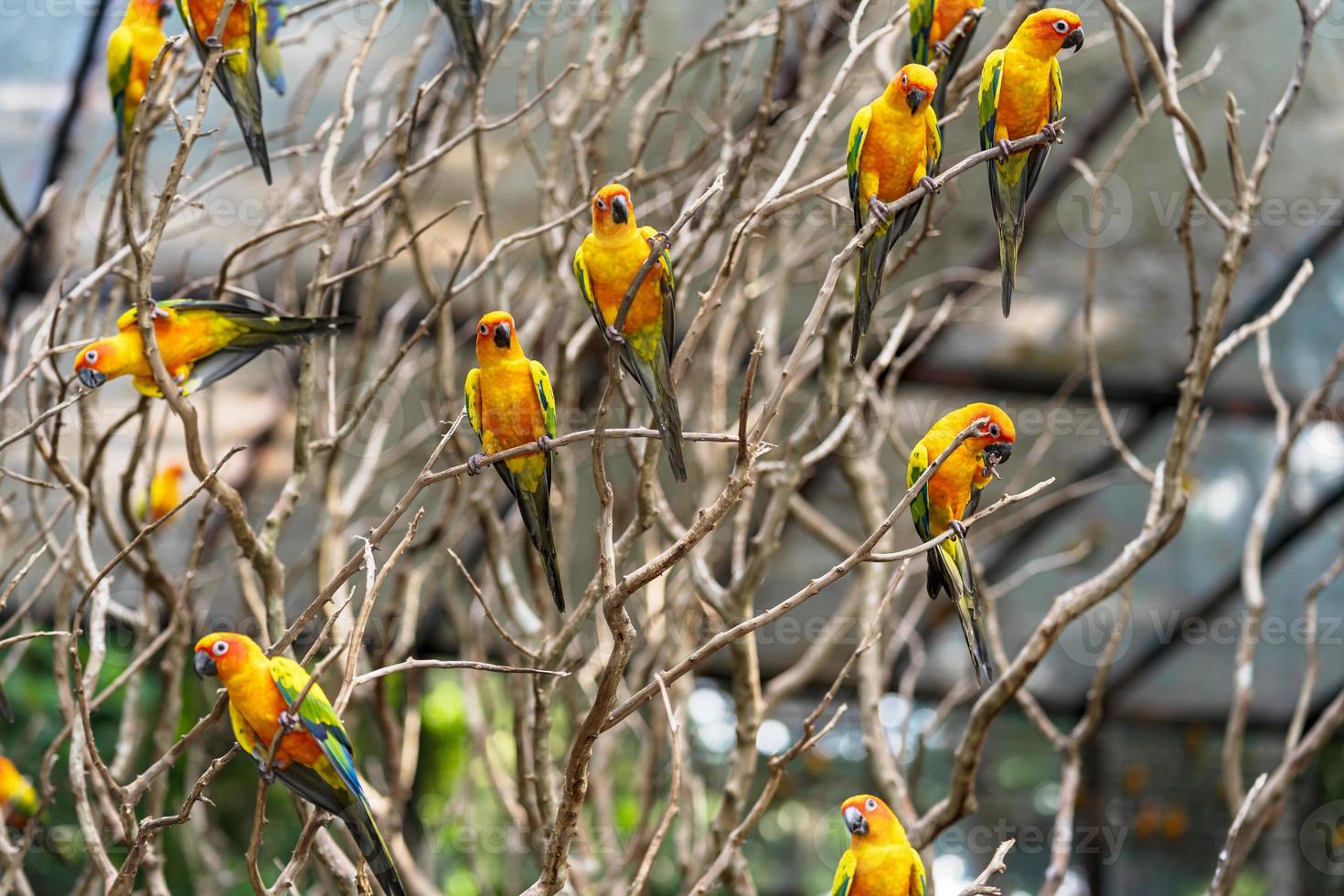 Groupe de perroquets conure soleil dans un arbre photo