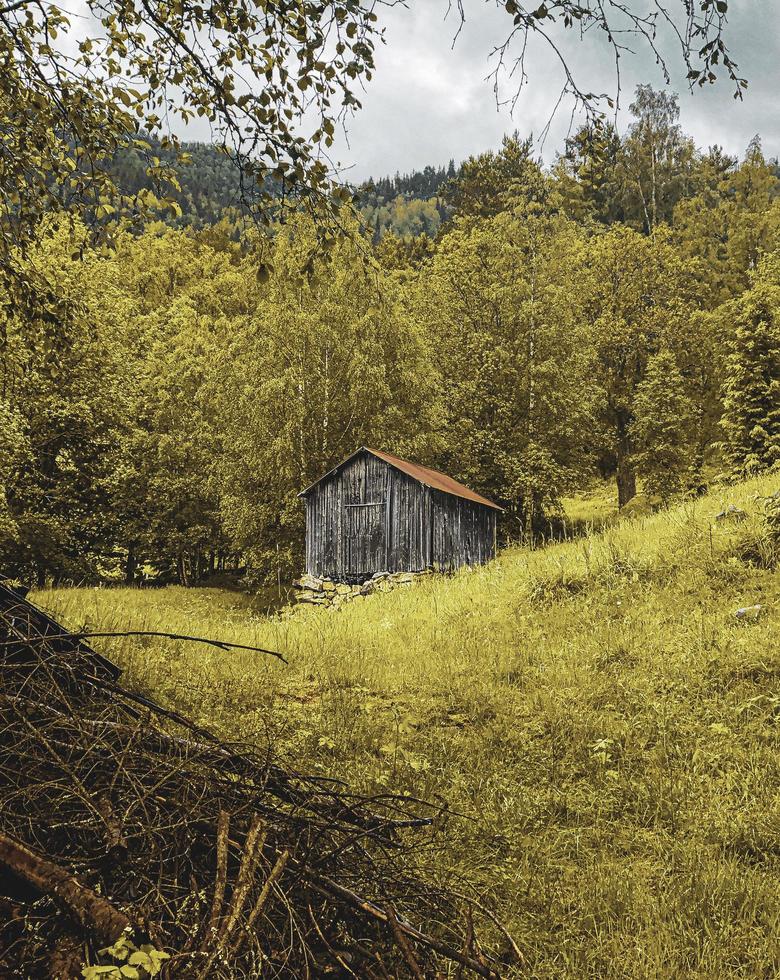 cabanon en bois brun dans la forêt photo