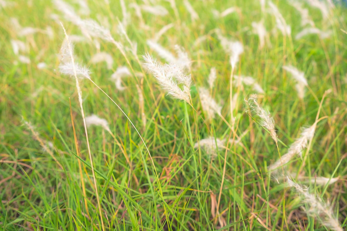 herbe blanche naturelle photo