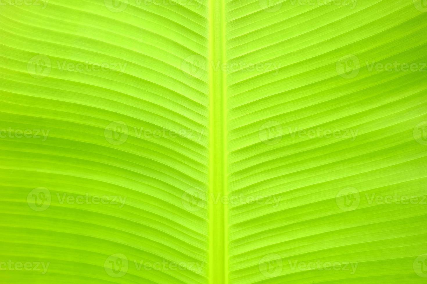 proche en haut vert banane feuille texture Contexte. photo