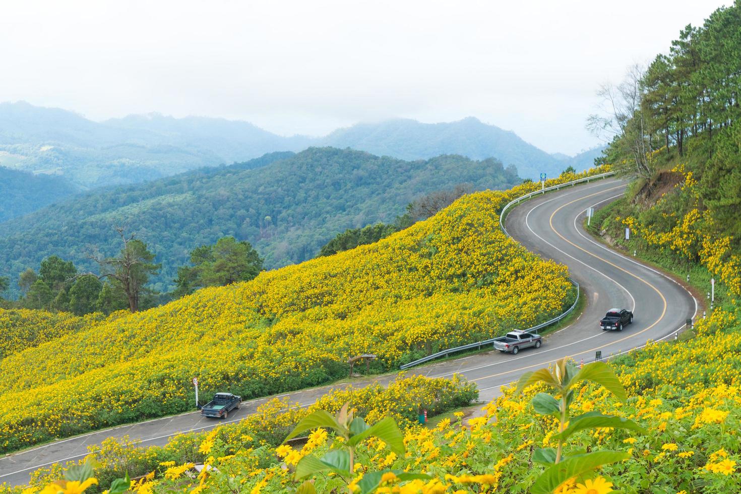 fleurs jaunes et route photo