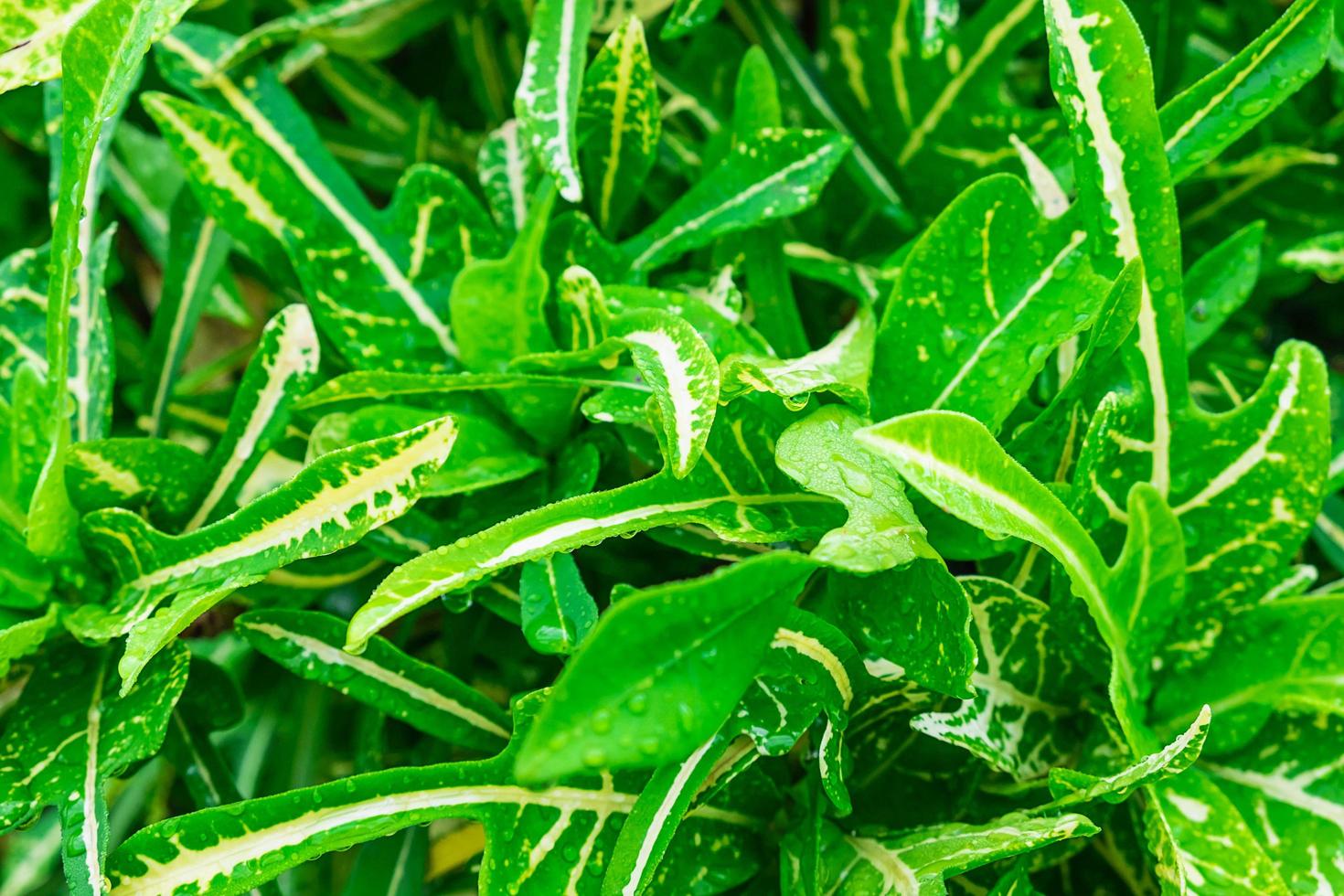 feuilles vertes avec des gouttes de pluie photo