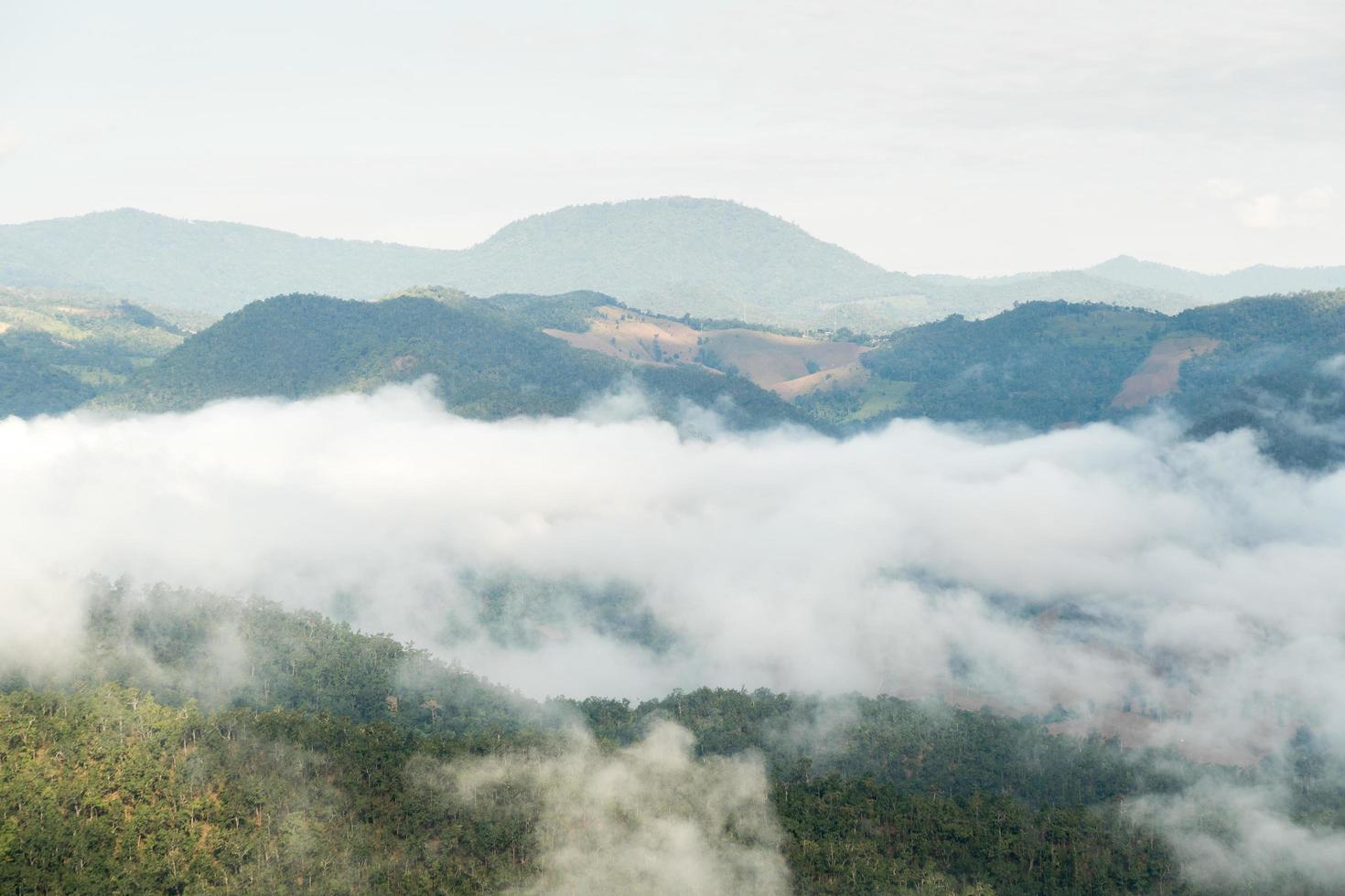 brouillard sur la forêt photo