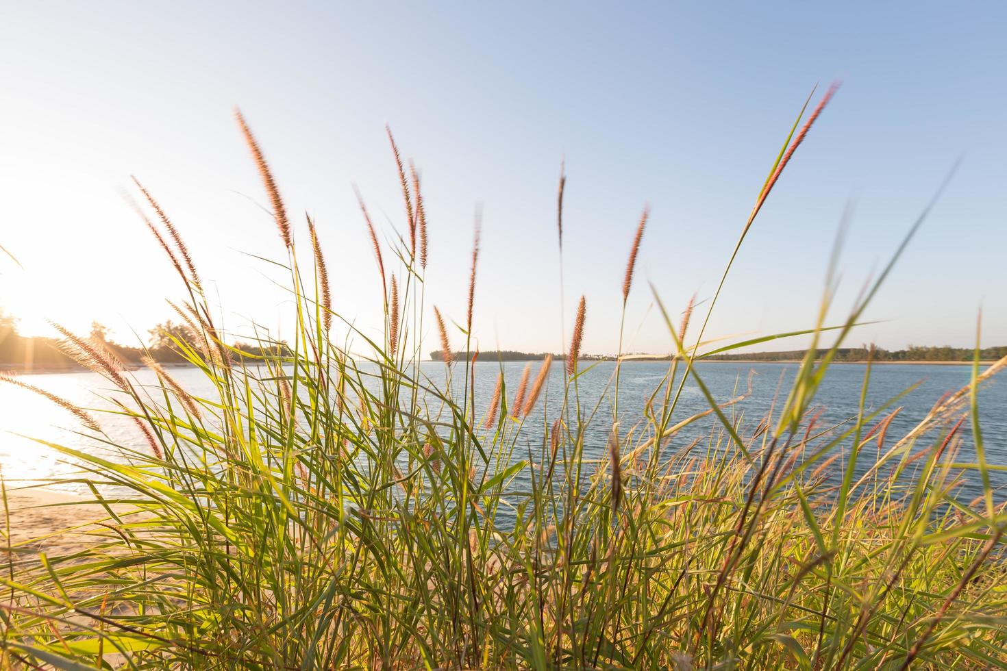 l'herbe le soir photo