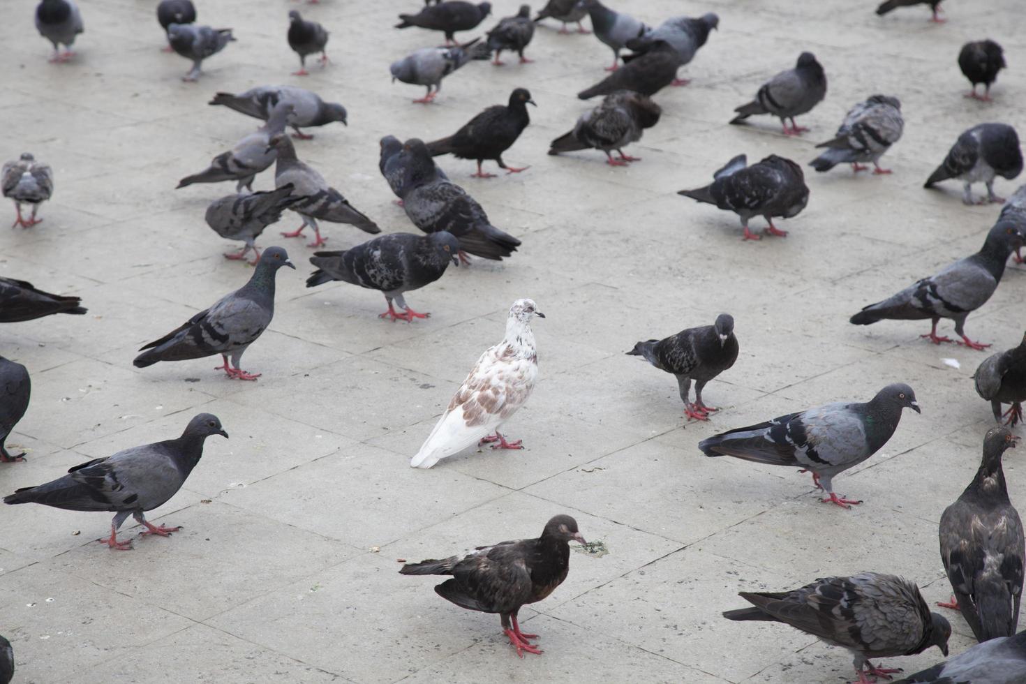 colombes dans la rue photo