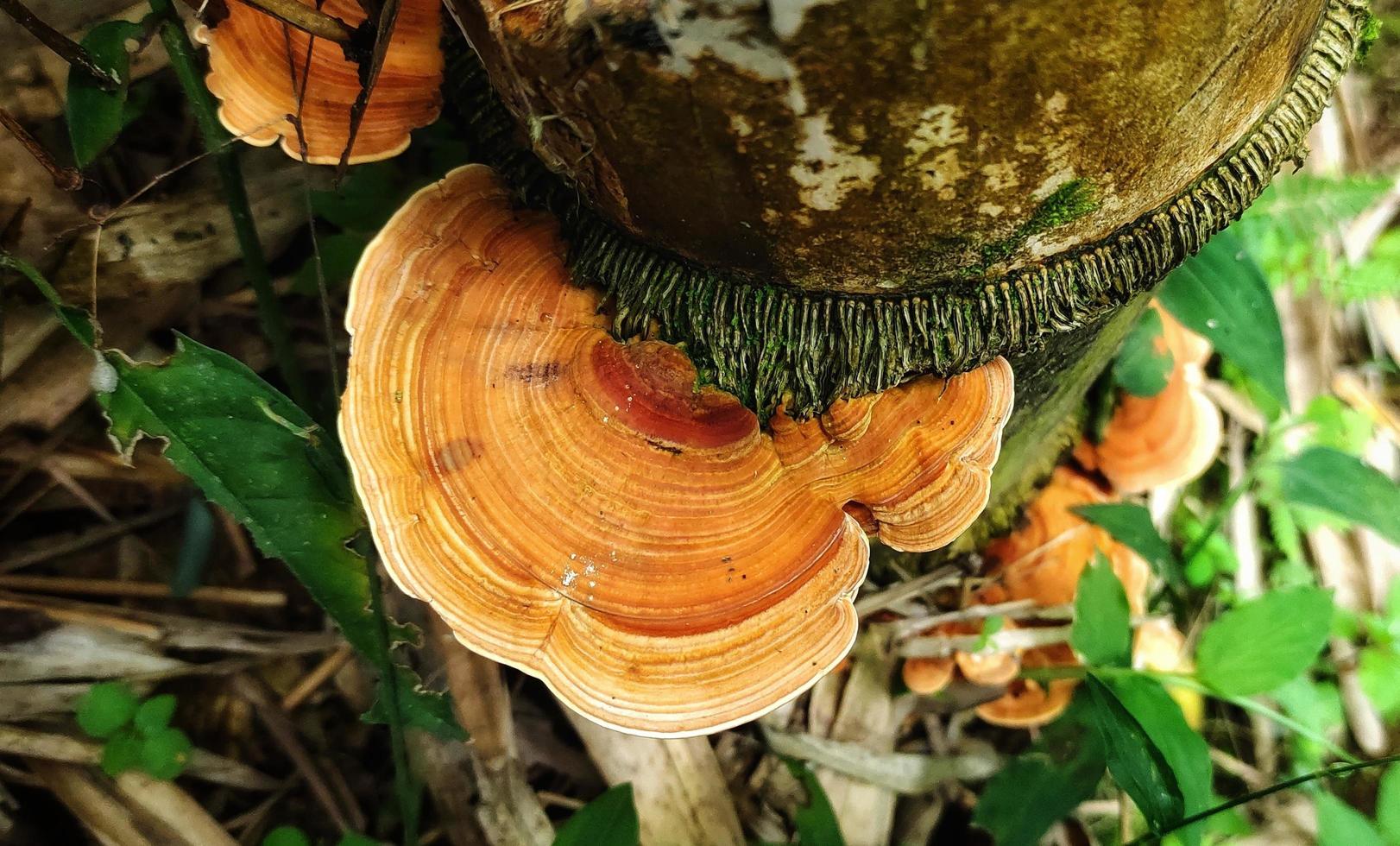 proche en haut vue de stéréacées ou bois champignon. photo