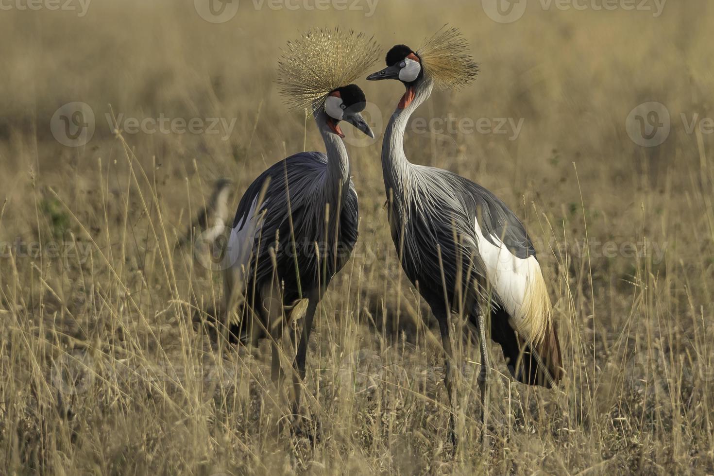 deux grues couronnées dans le parc national de nairobi photo