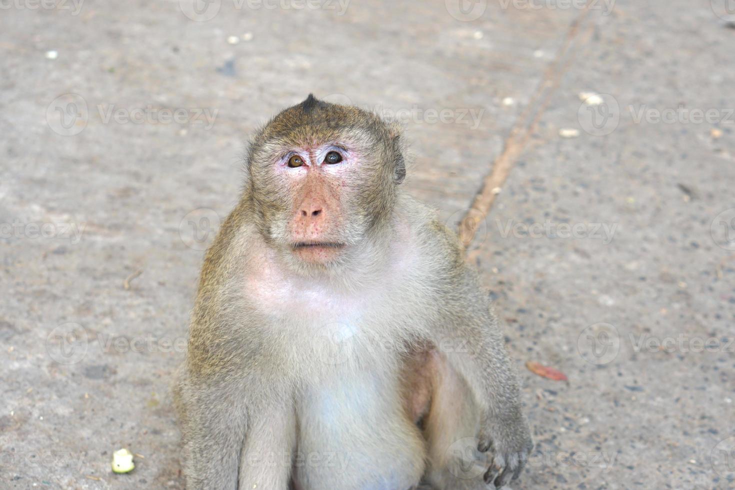 singe attendre à manger de touristes photo