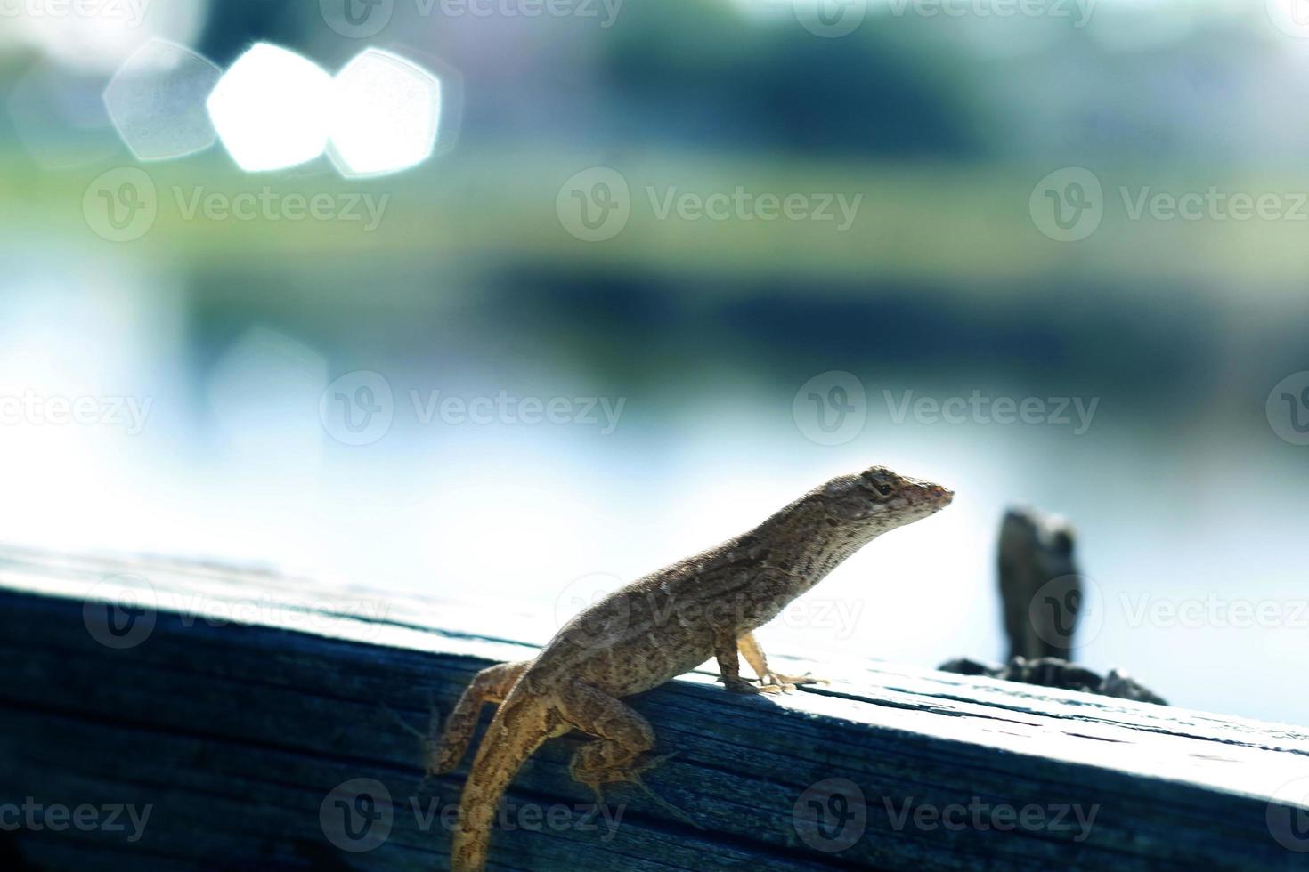 iguane est une genre de lézard cette vies dans le tropiques. anolis carolinensis ou vert anole est une espèce de arboricole anole lézard, macro lézard, macro iguane, la nature photo