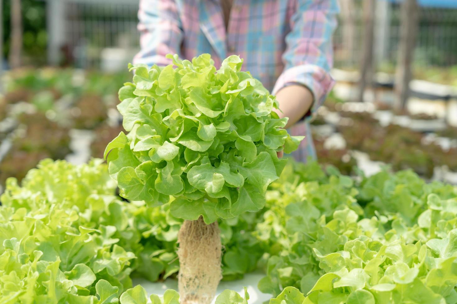 agriculture biologique, saladerie. les agriculteurs récoltent les légumes à salade dans des caisses en bois sous la pluie. les légumes hydroponiques poussent naturellement. jardin de serre, biologique écologique, sain, végétarien, écologie photo