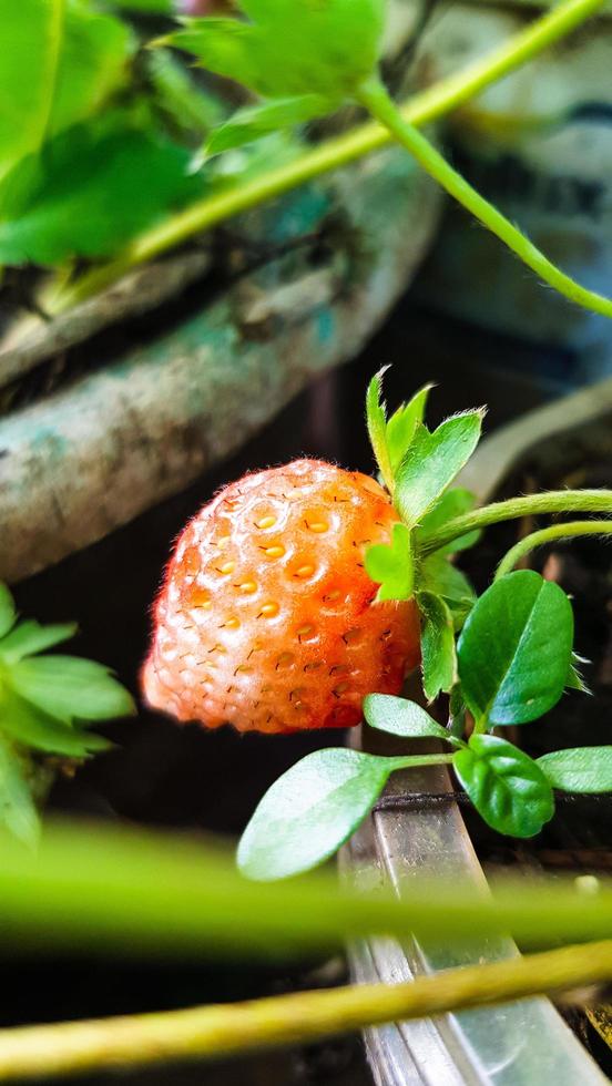 fraise et feuilles photo