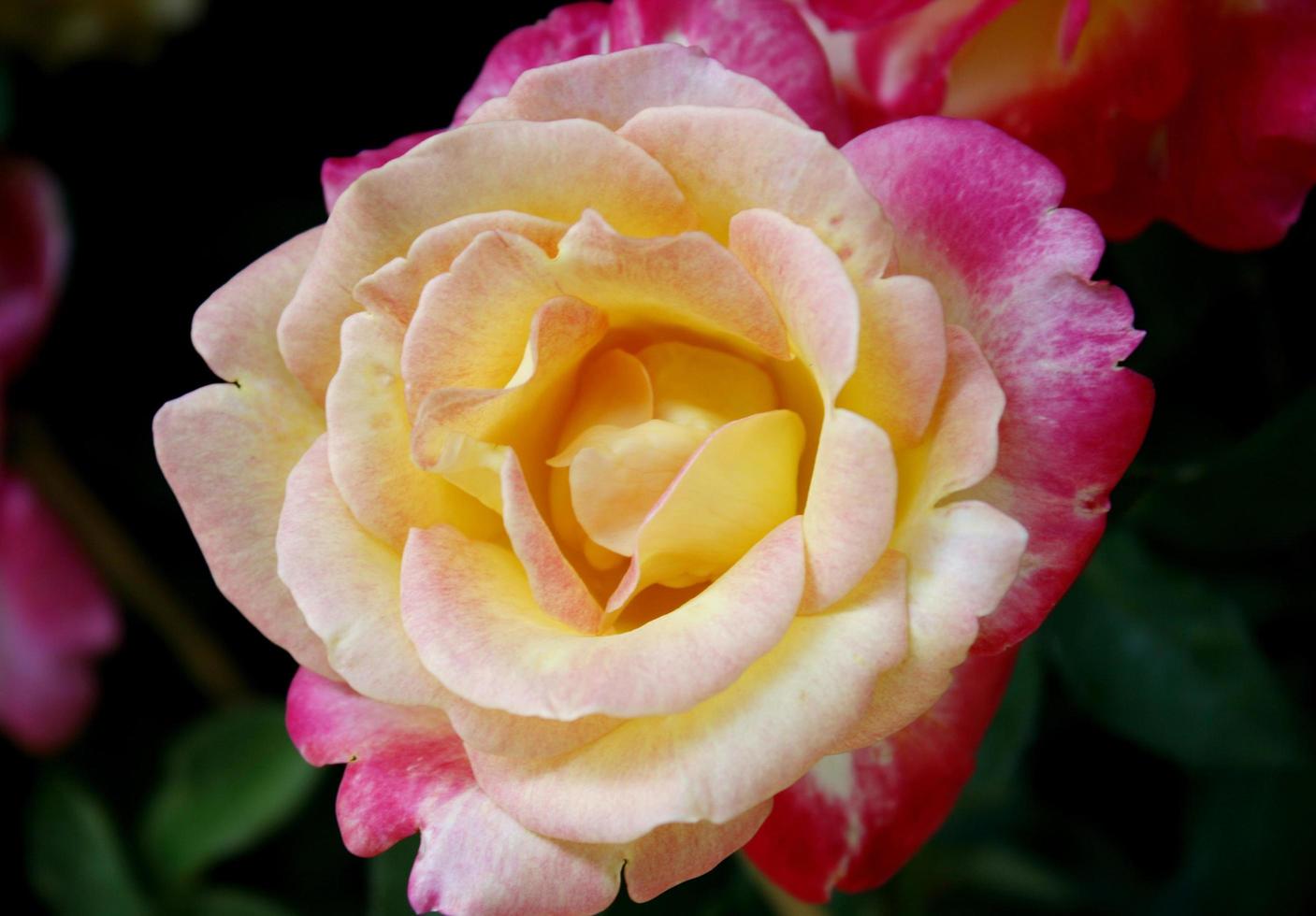 rose rose et jaune photo