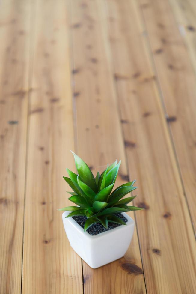 plante en pot blanc photo