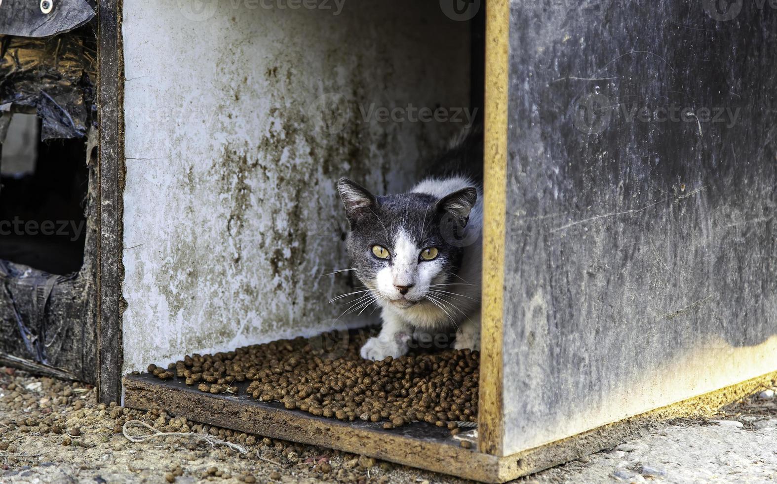 chiot chat abandonné photo