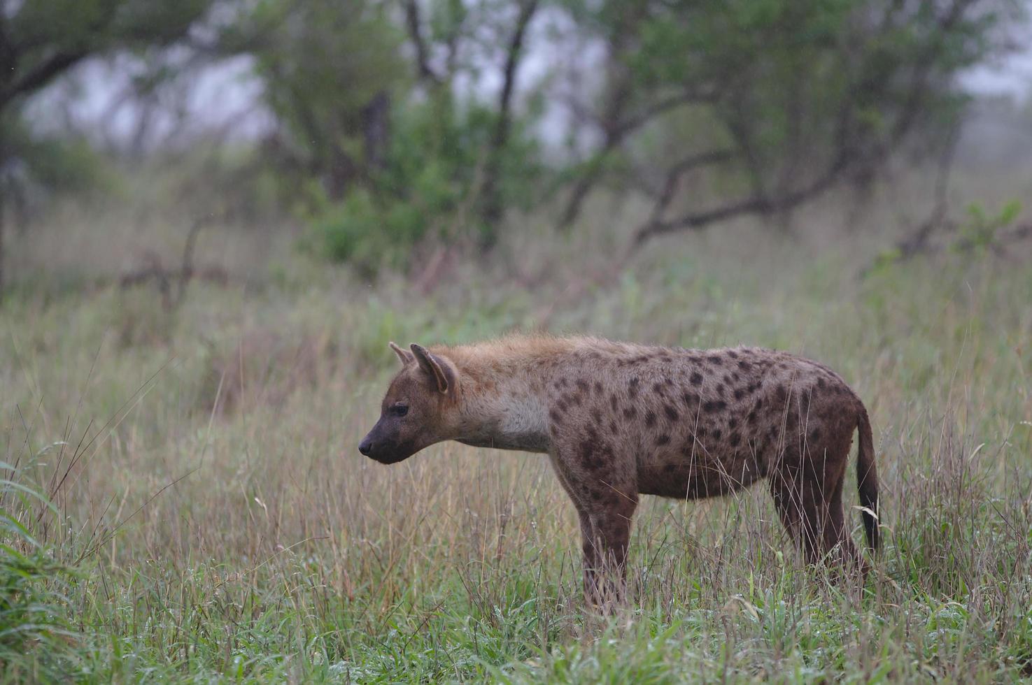 hyène tachetée dans le parc national du masai mara, beau coucher de soleil ou lever de soleil à amboseli photo