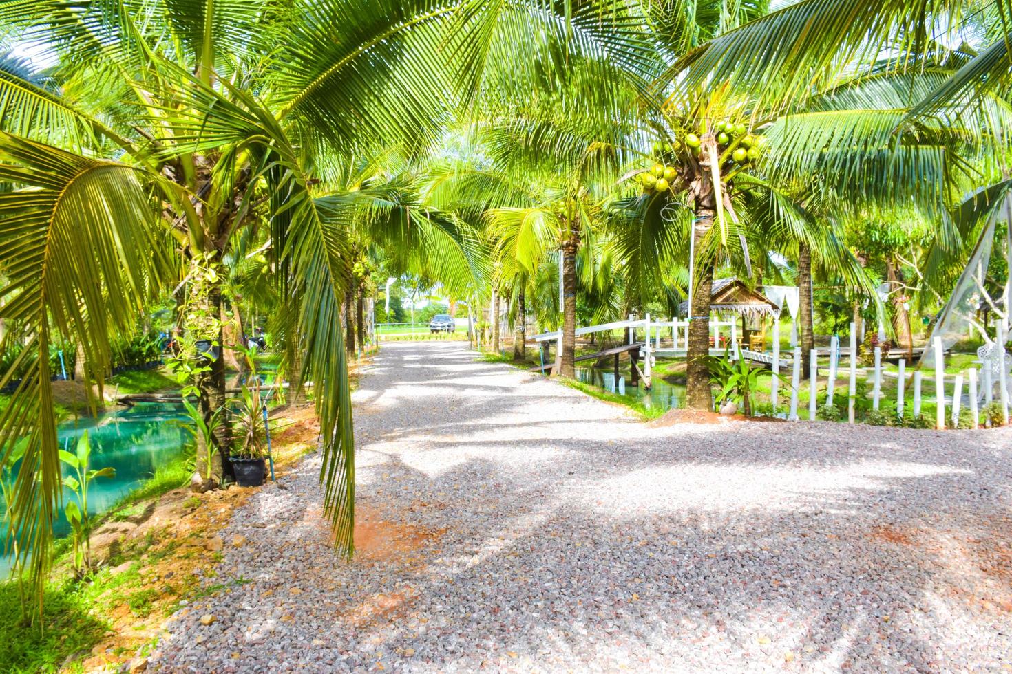 le entrée dans jardin et noix de coco ferme photo