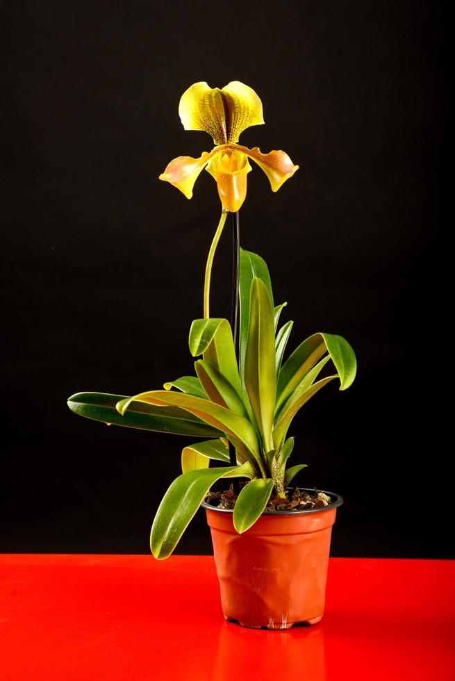 orchidée jaune en pot photo