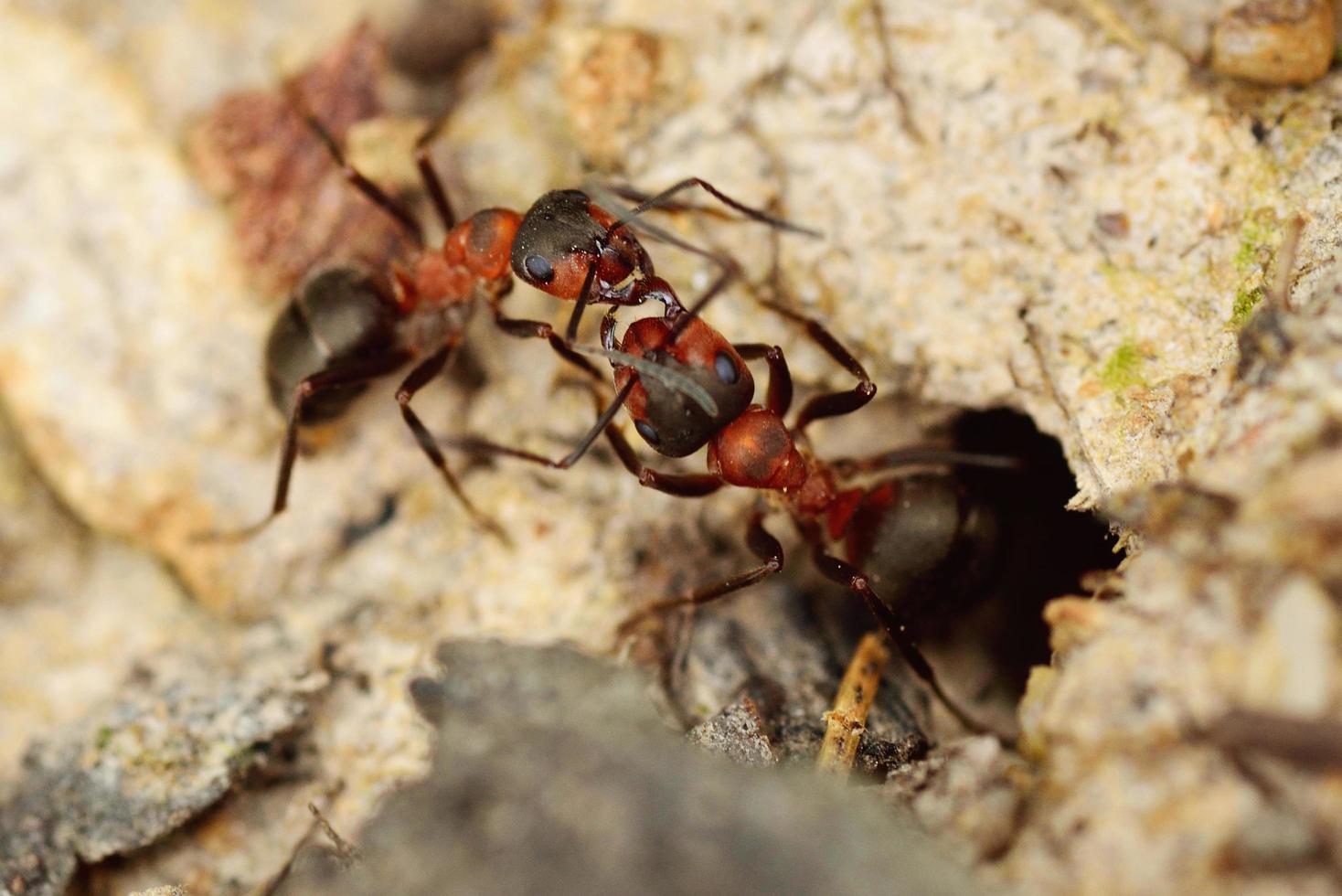 deux fourmis se battent photo