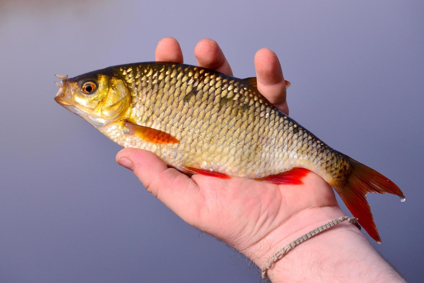 poisson rutilus à la main photo