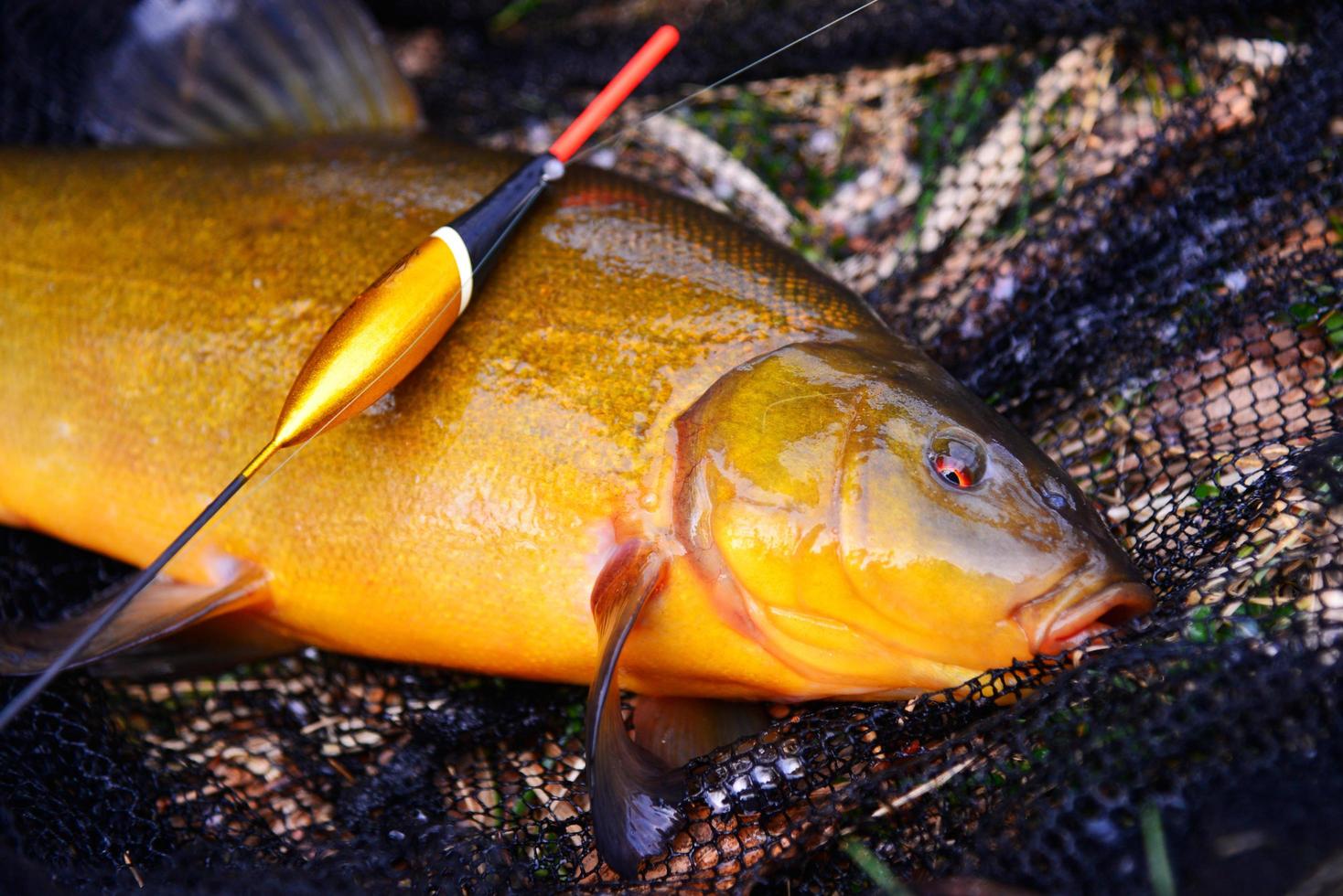 Poisson tanche couché sur un filet de pêche avec un flotteur de pêche photo